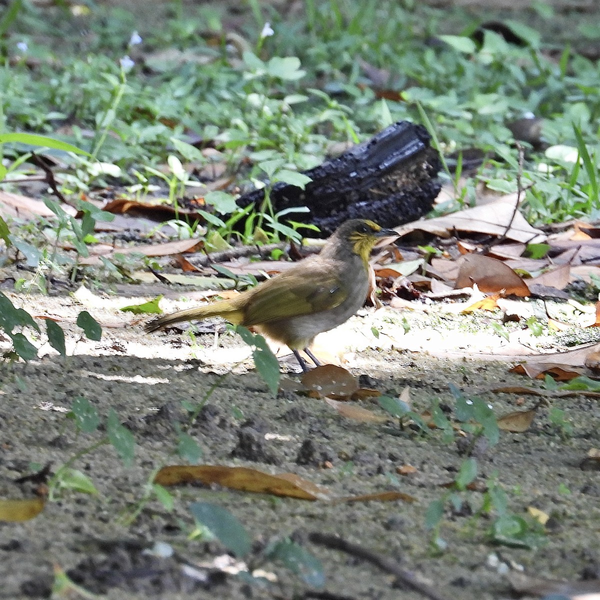 Stripe-throated Bulbul - Alisha Tay