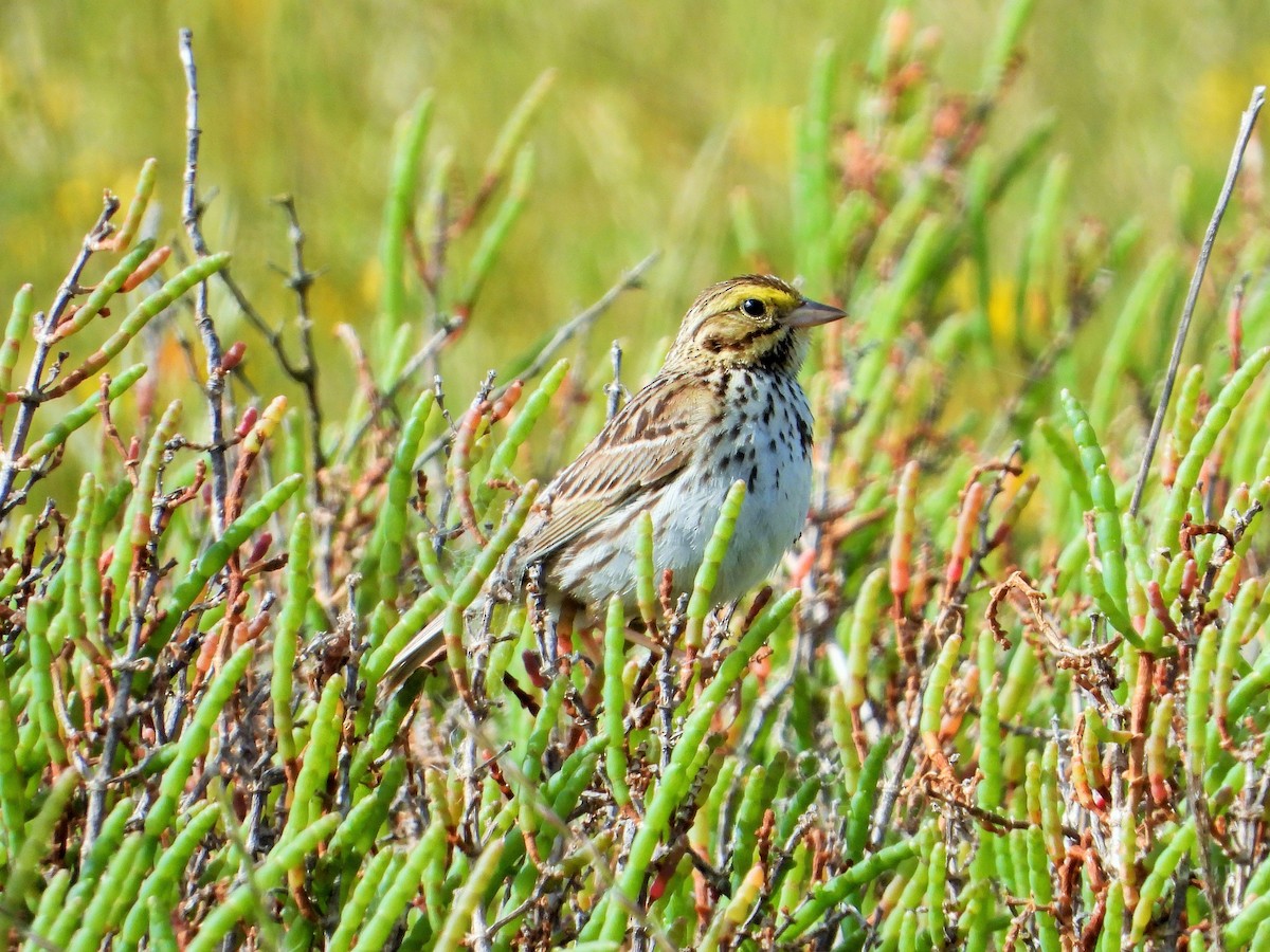 Savannah Sparrow - Carol Ann Krug Graves