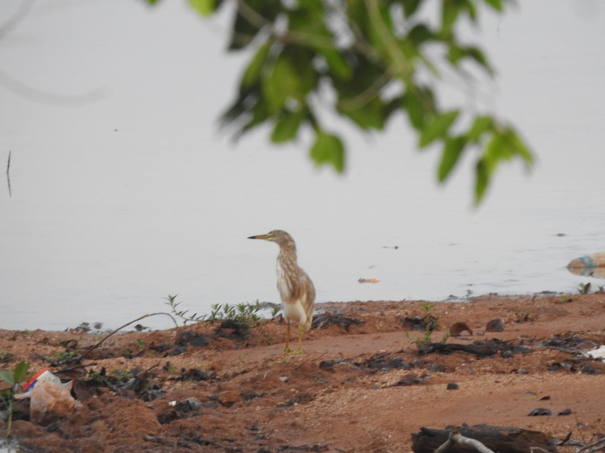 Indian Pond-Heron - Angeline Mano M