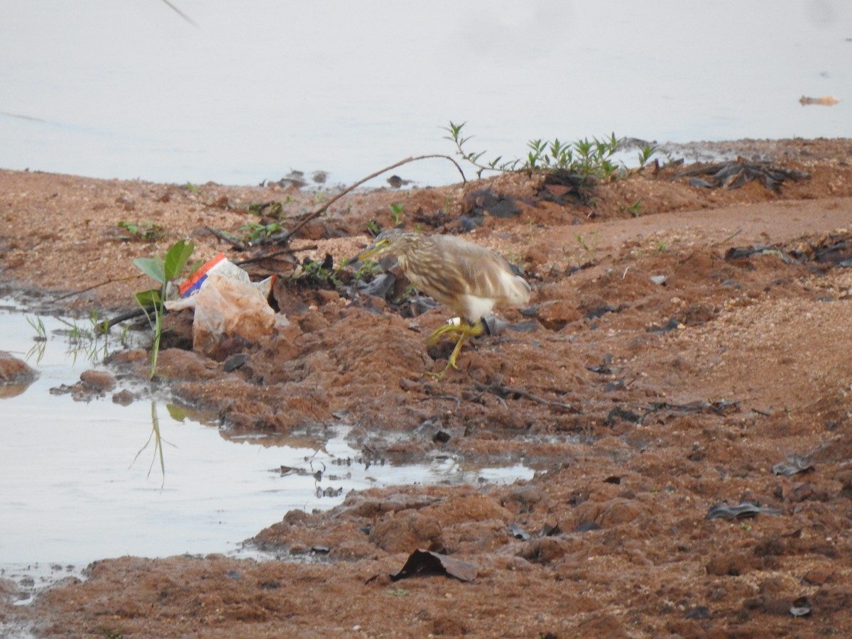 Indian Pond-Heron - ML619557741