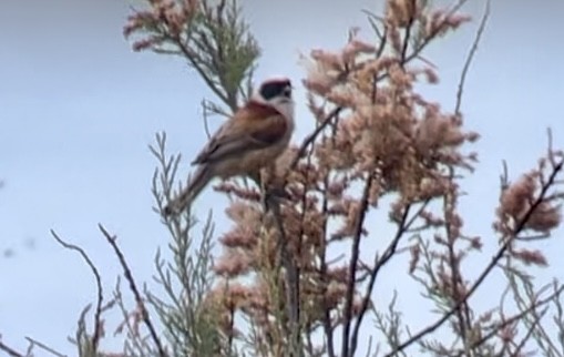 Eurasian Penduline-Tit - Patrick Finch