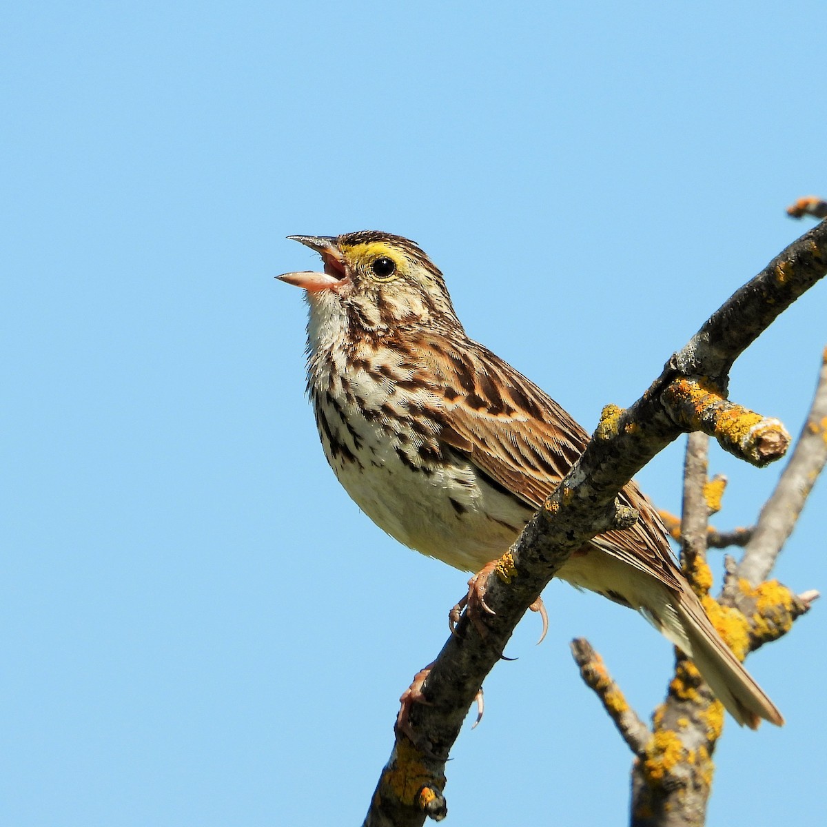 Savannah Sparrow - Carol Ann Krug Graves