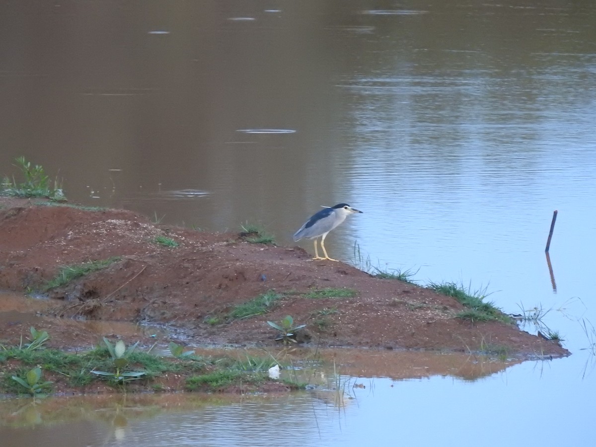 Black-crowned Night Heron - Angeline Mano M