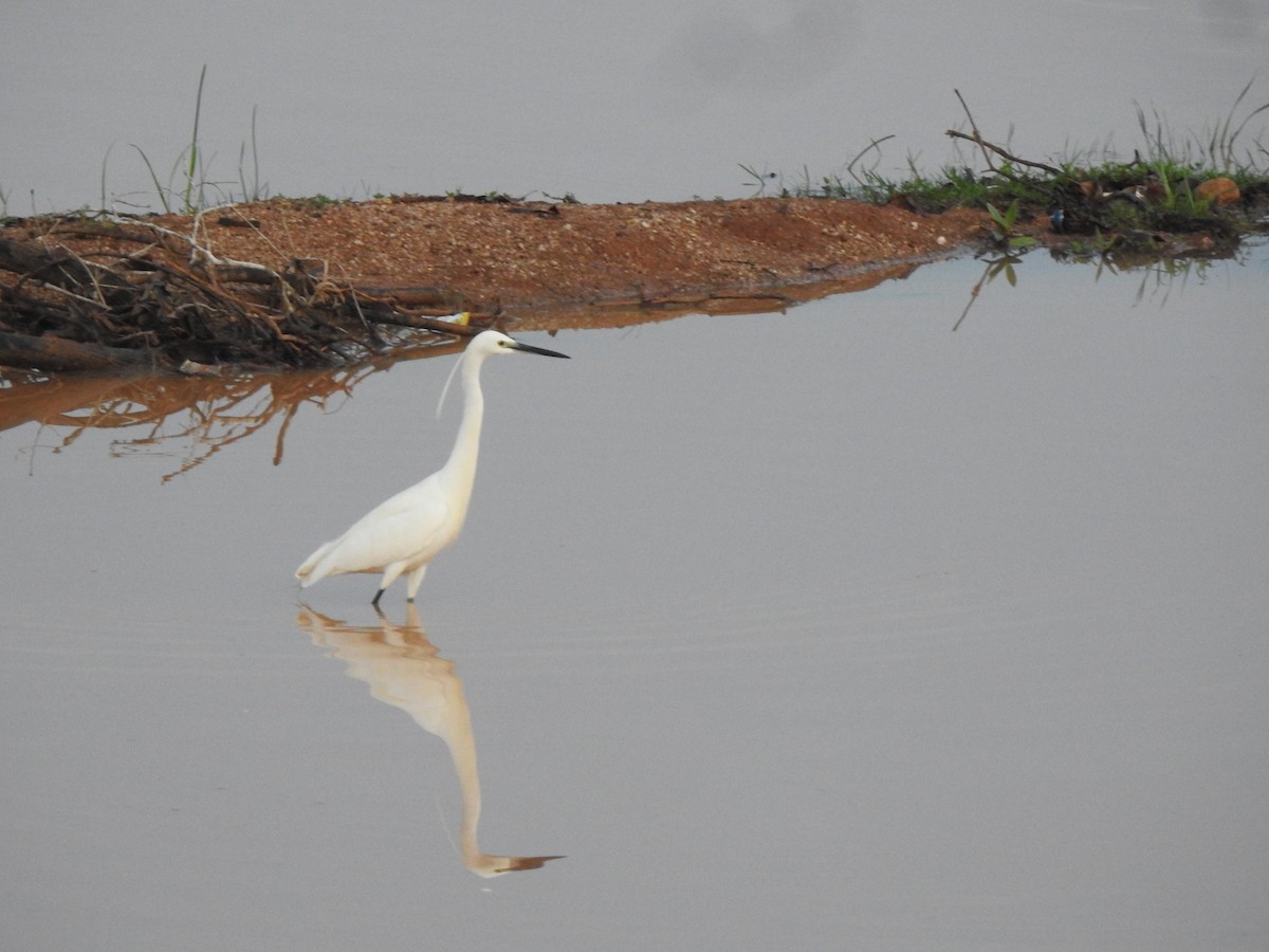 Little Egret - Angeline Mano M