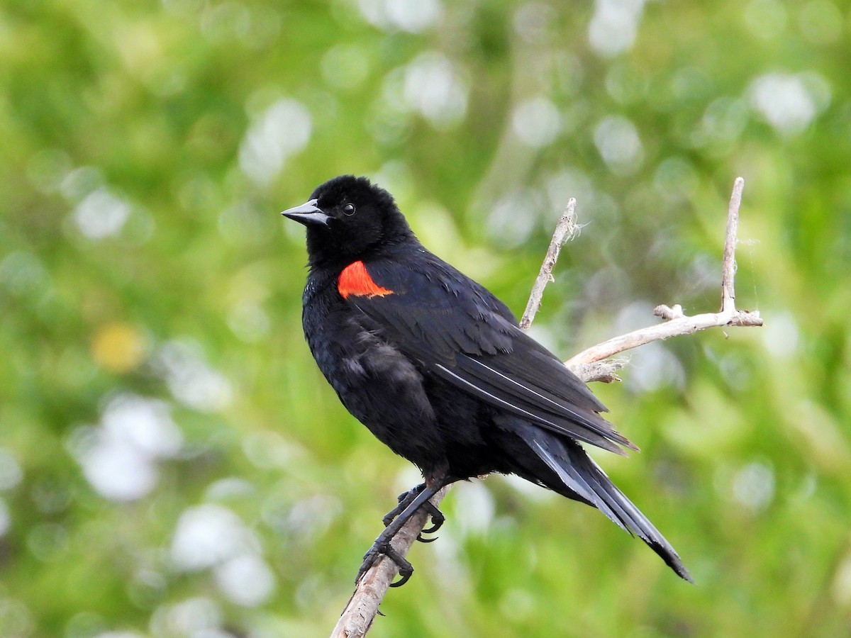 Red-winged Blackbird - ML619557750