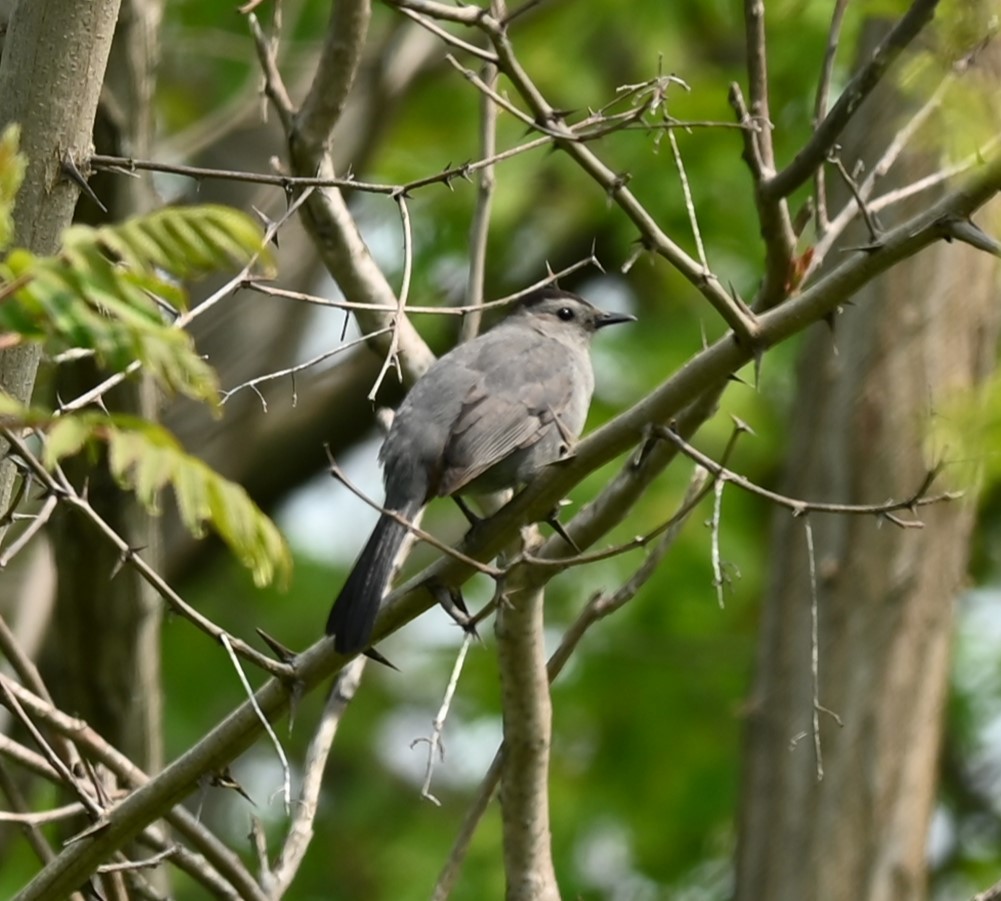 Gray Catbird - Nicolle and H-Boon Lee