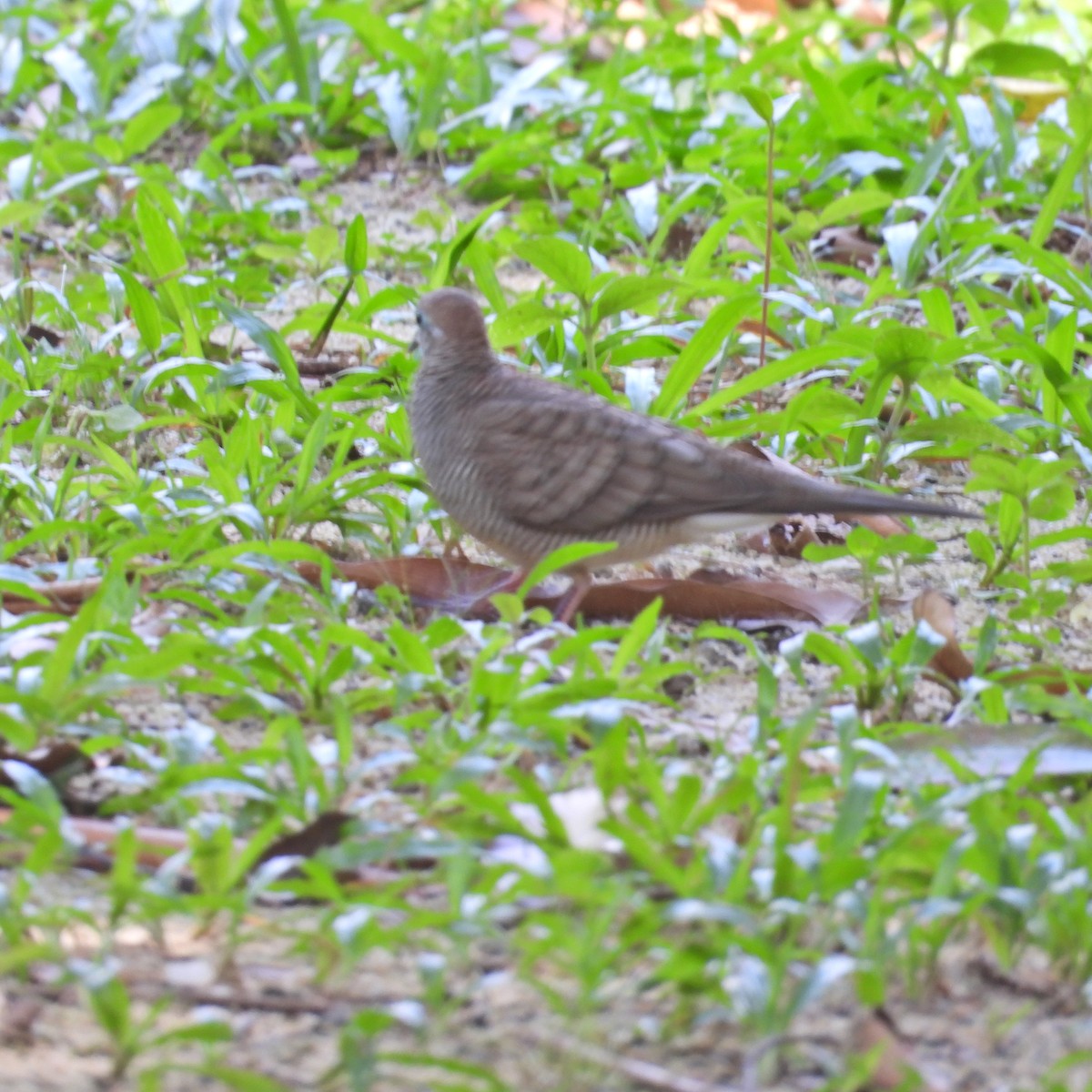 Zebra Dove - ML619557752