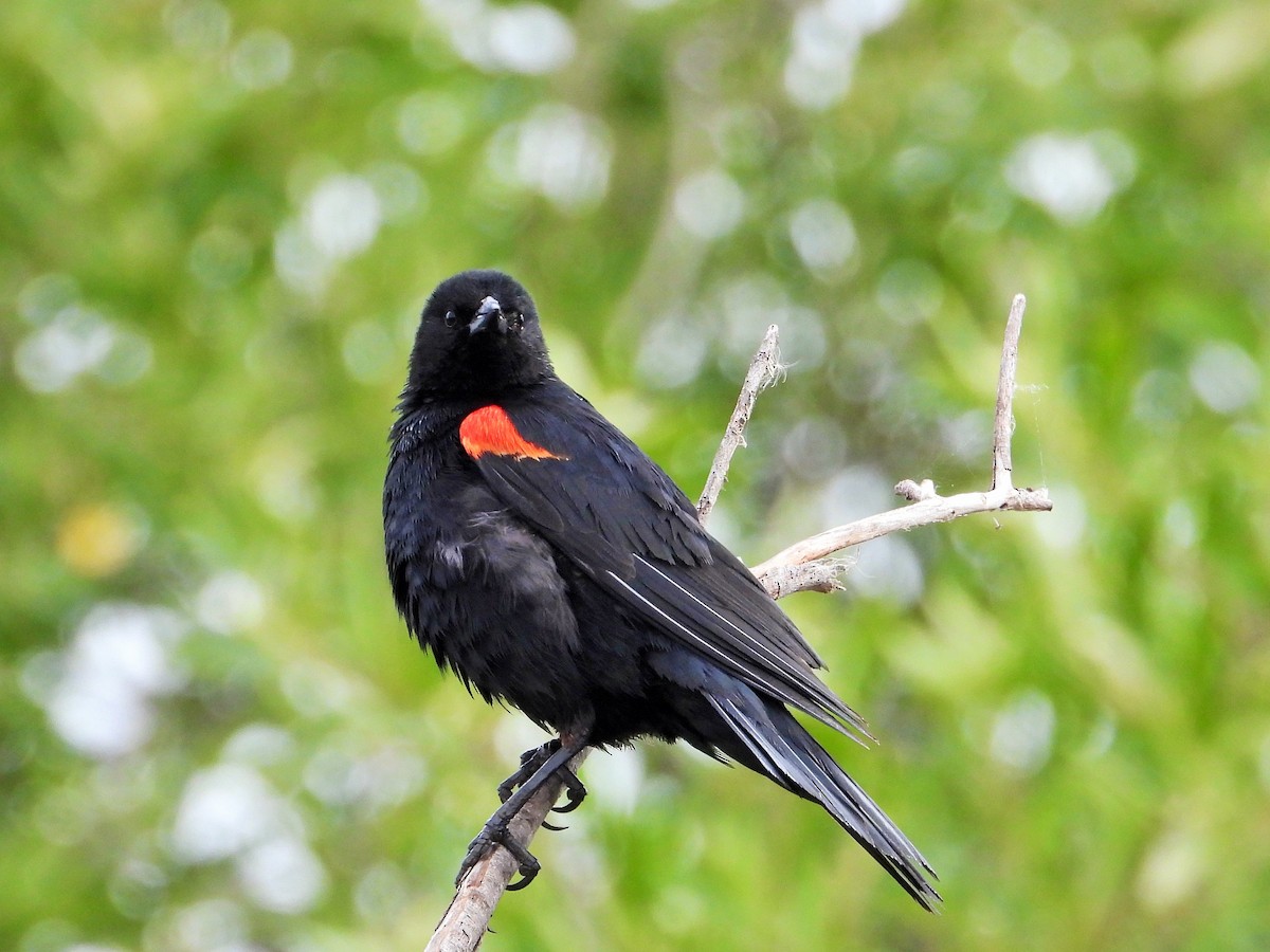 Red-winged Blackbird - Carol Ann Krug Graves