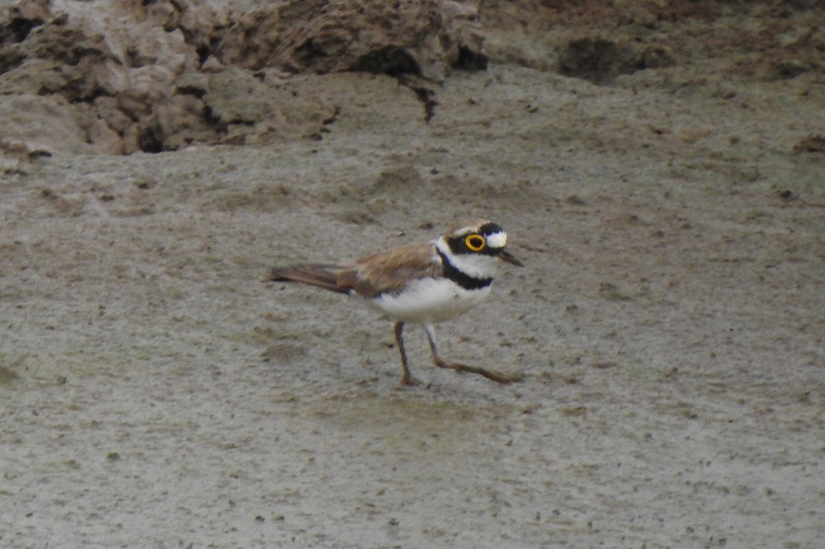 Little Ringed Plover - Angeline Mano M