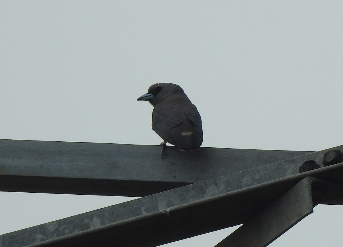 Ashy Woodswallow - ML619557759