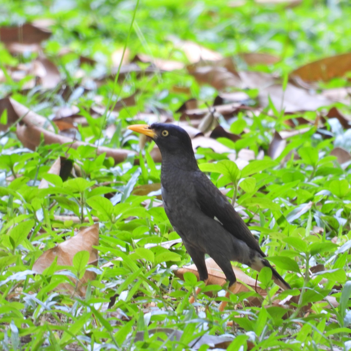 Javan Myna - Alisha Tay