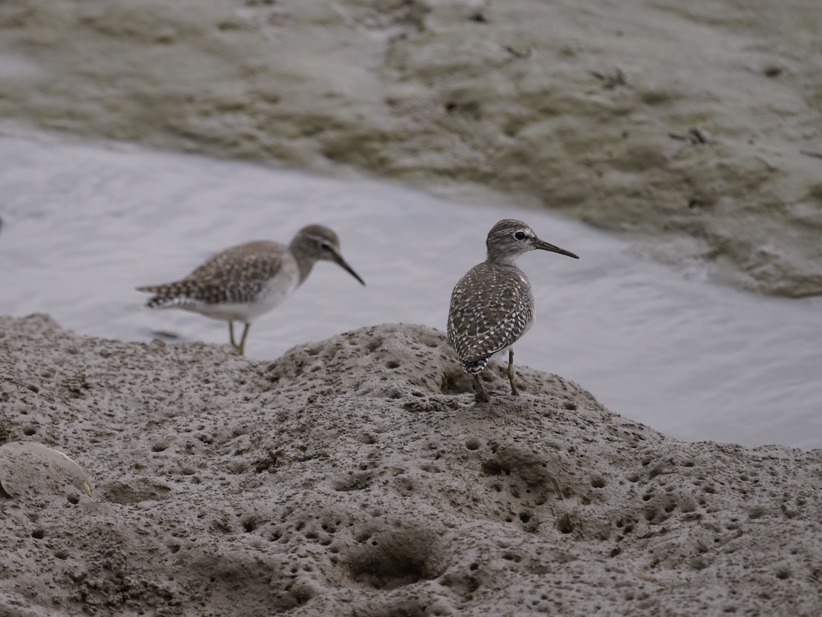 Wood Sandpiper - Zhongyu Wang