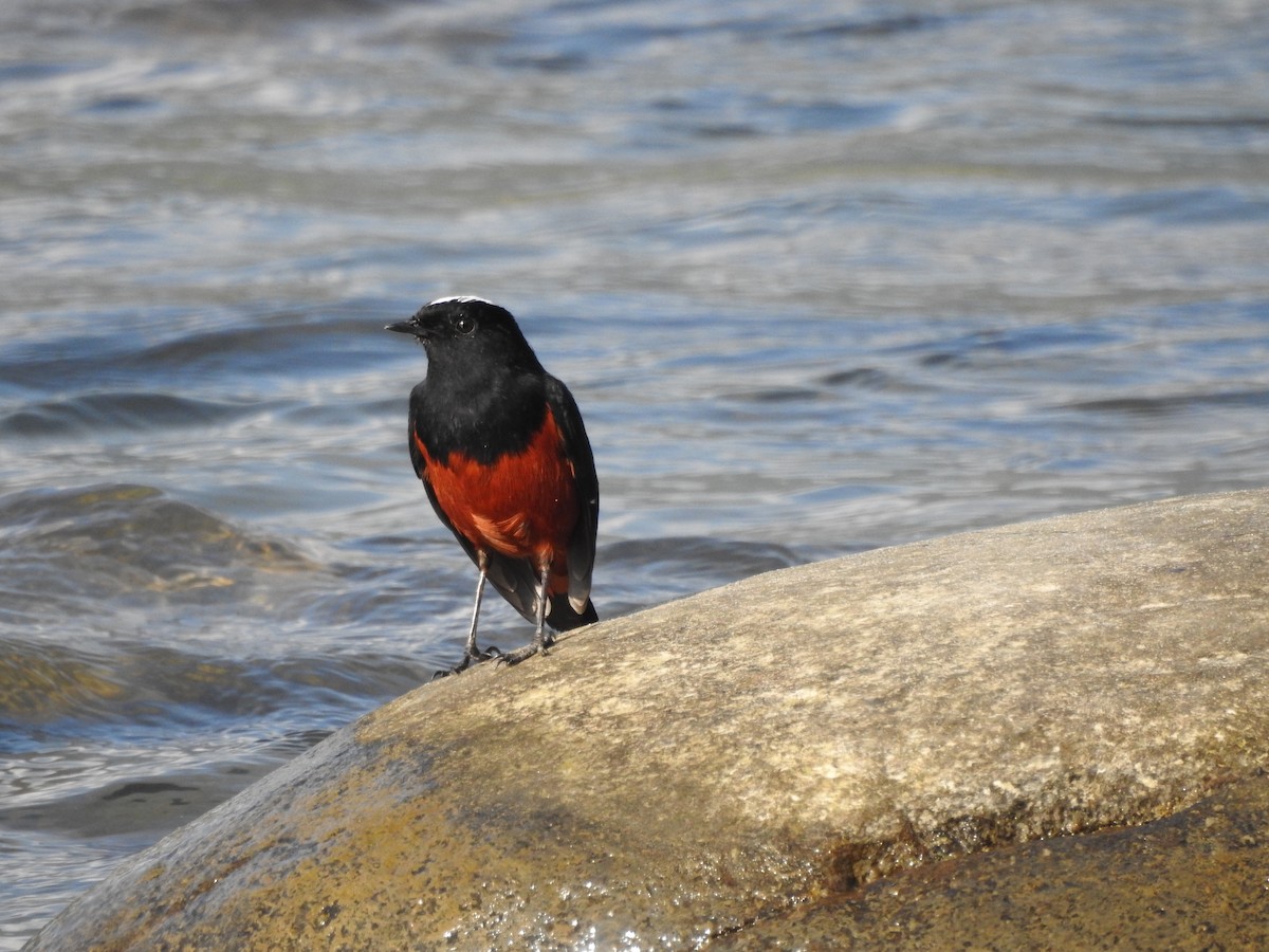 White-capped Redstart - Selvaganesh K