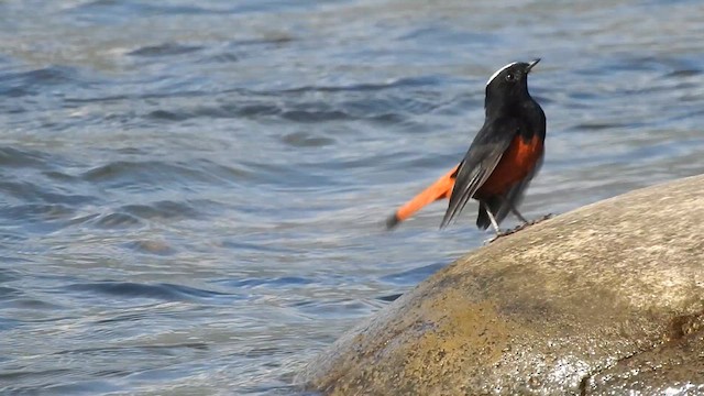 Халзан гал сүүлт - ML619557770