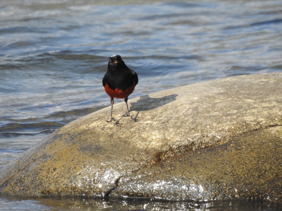 White-capped Redstart - ML619557771