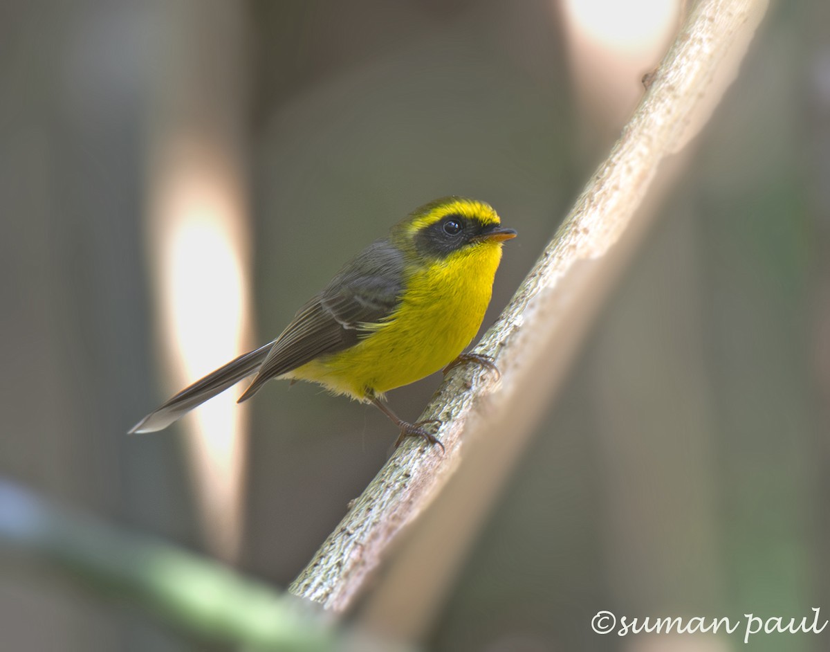 Yellow-bellied Fairy-Fantail - ML619557772