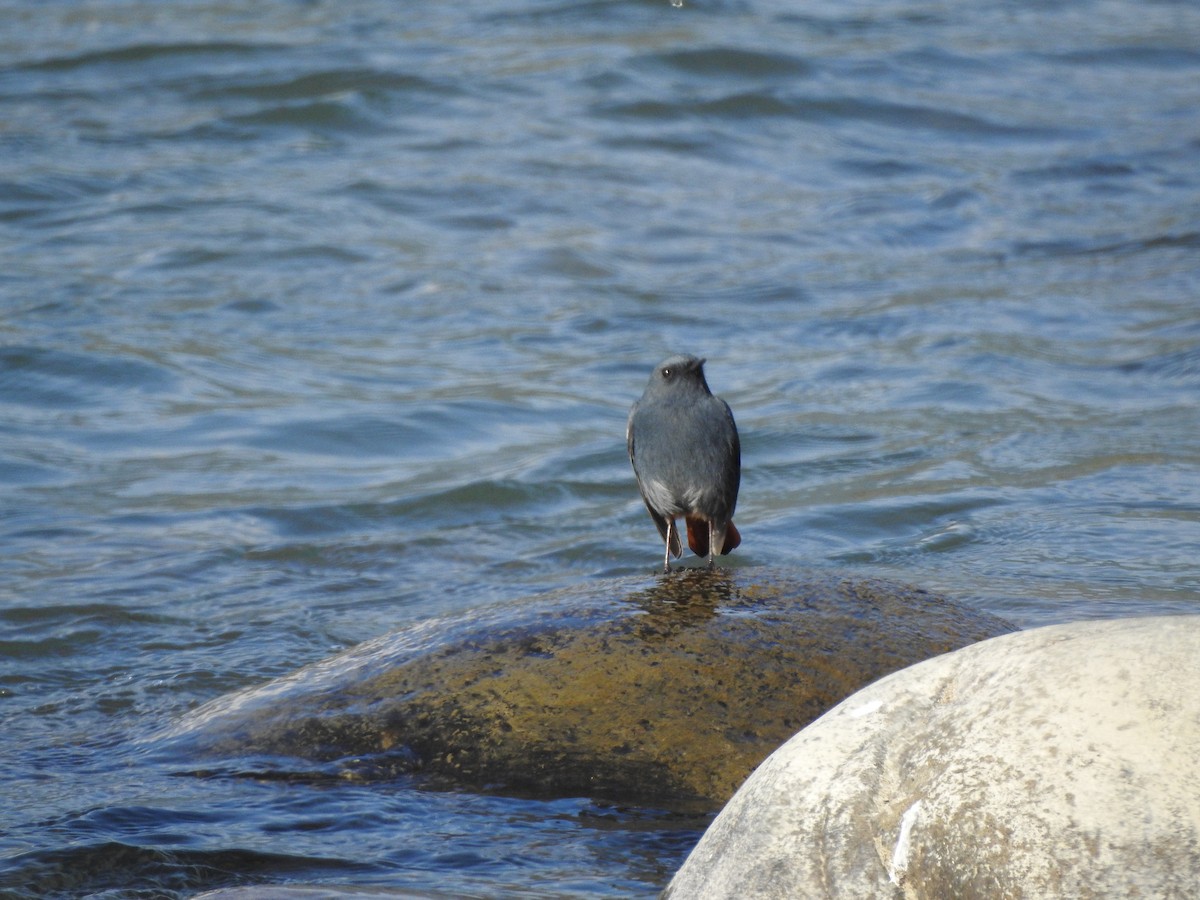 Plumbeous Redstart - Selvaganesh K