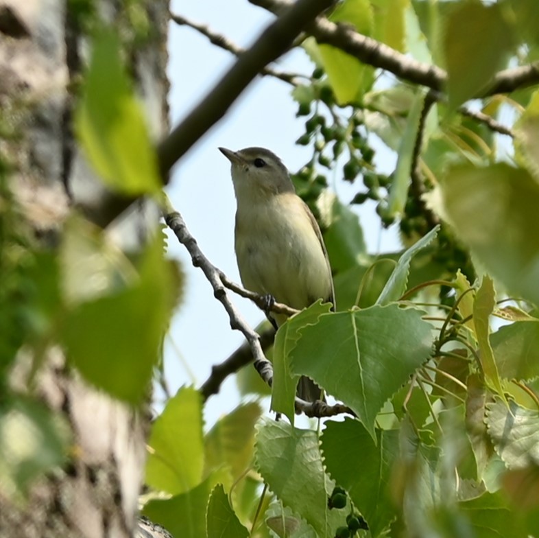 Warbling Vireo - Nicolle and H-Boon Lee