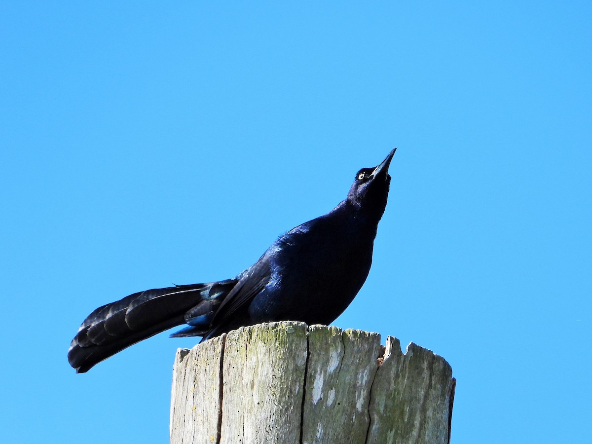 Great-tailed Grackle - Carol Ann Krug Graves