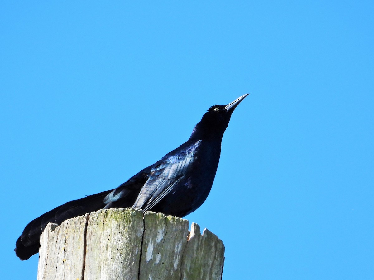 Great-tailed Grackle - ML619557791