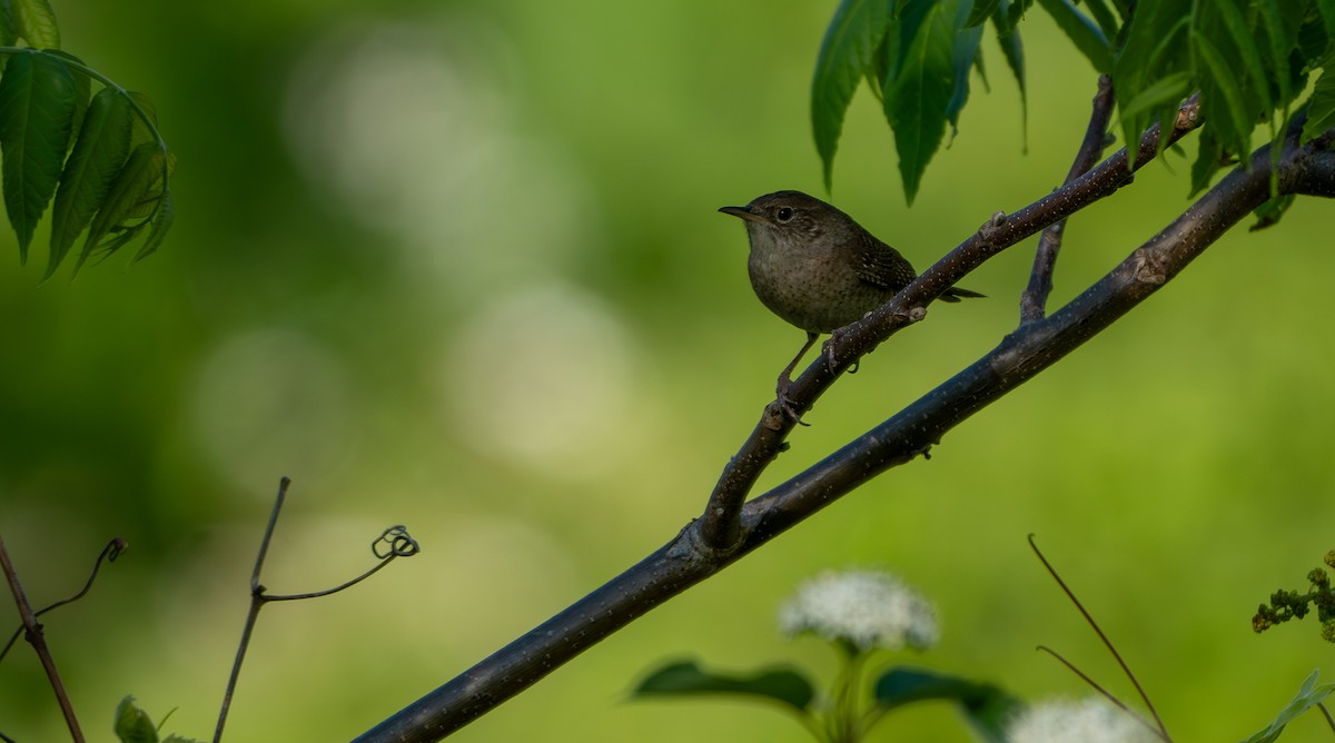 House Wren - Chad Berry