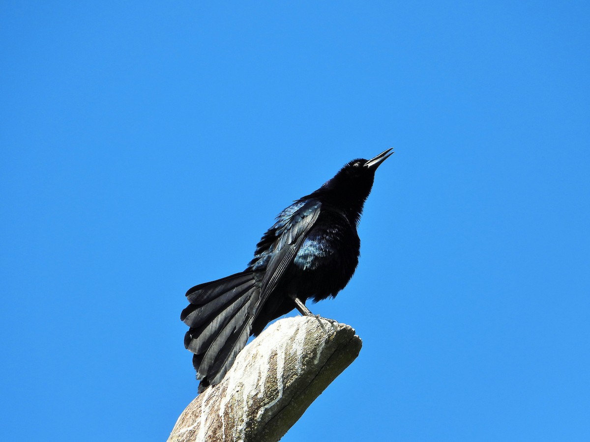 Great-tailed Grackle - Carol Ann Krug Graves