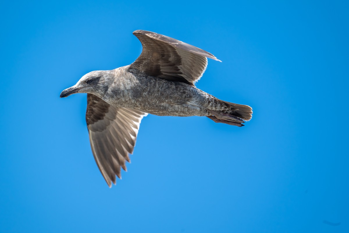 Western Gull - Xiang Gao