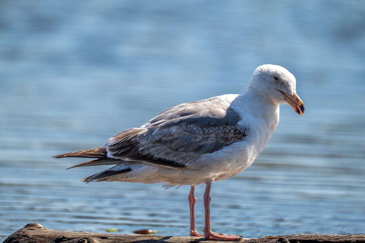 Western Gull - Xiang Gao