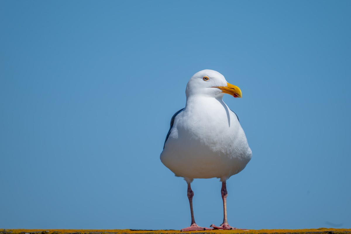 Western Gull - Xiang Gao