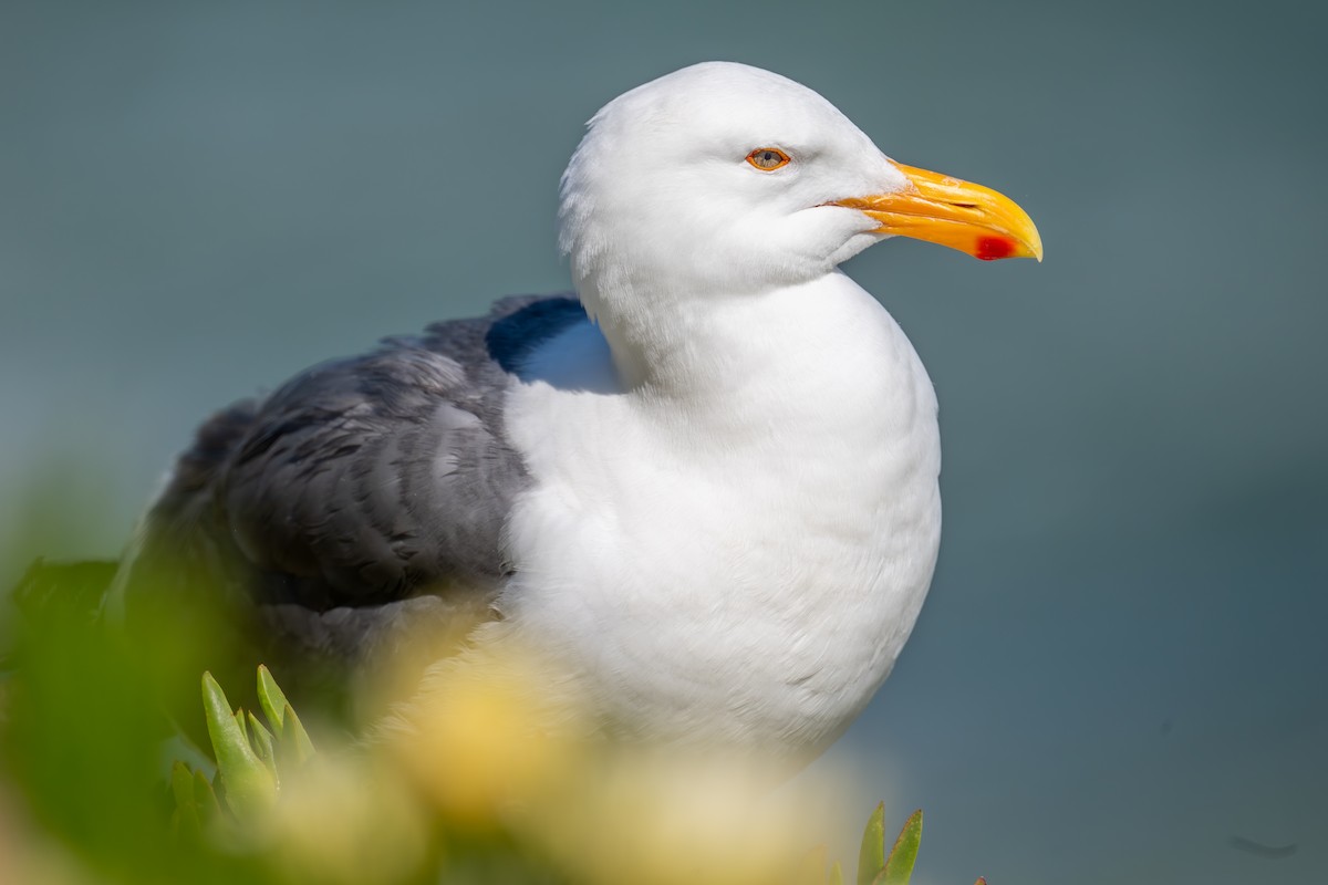 Western Gull - Xiang Gao