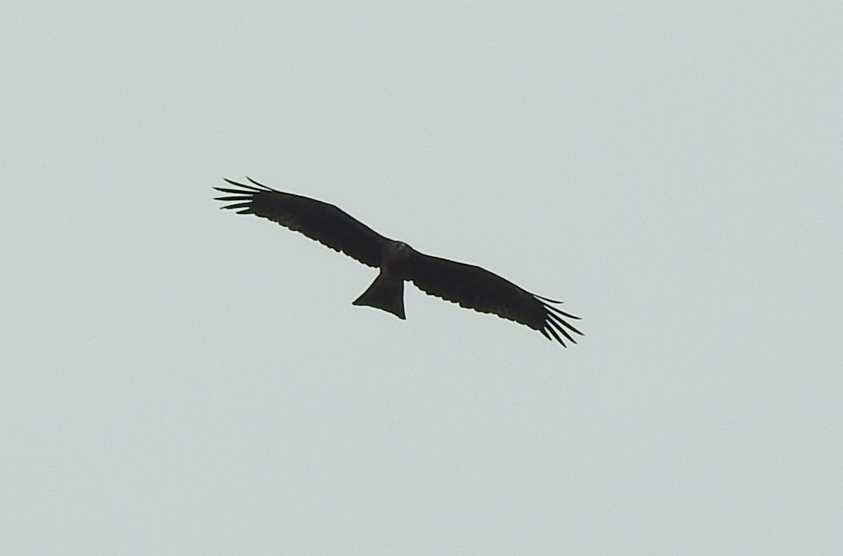 Black Kite - ML619557820