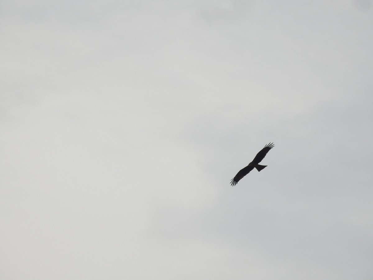 Black Kite - ML619557821