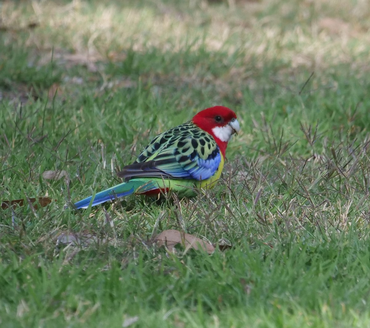 Eastern Rosella - Ian Gibson