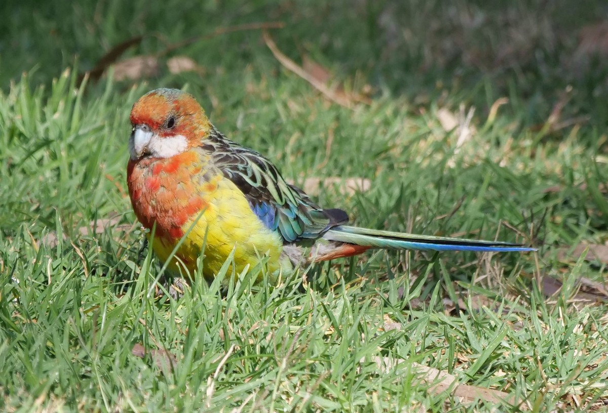 Eastern Rosella - Ian Gibson