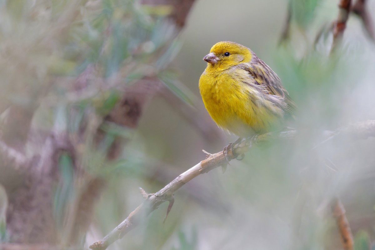 Island Canary - Avihu Nussbaum