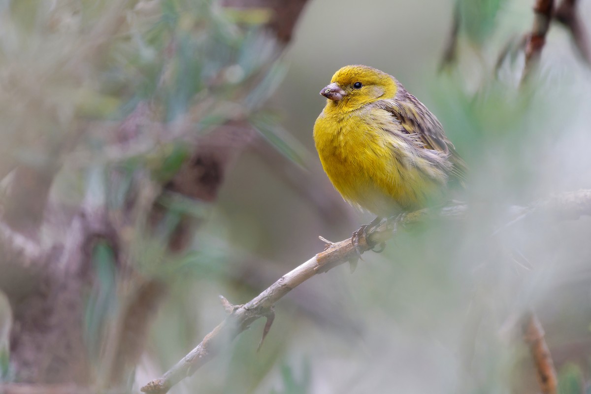 Island Canary - Avihu Nussbaum