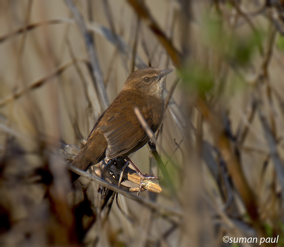 Russet Bush Warbler - ML619557833