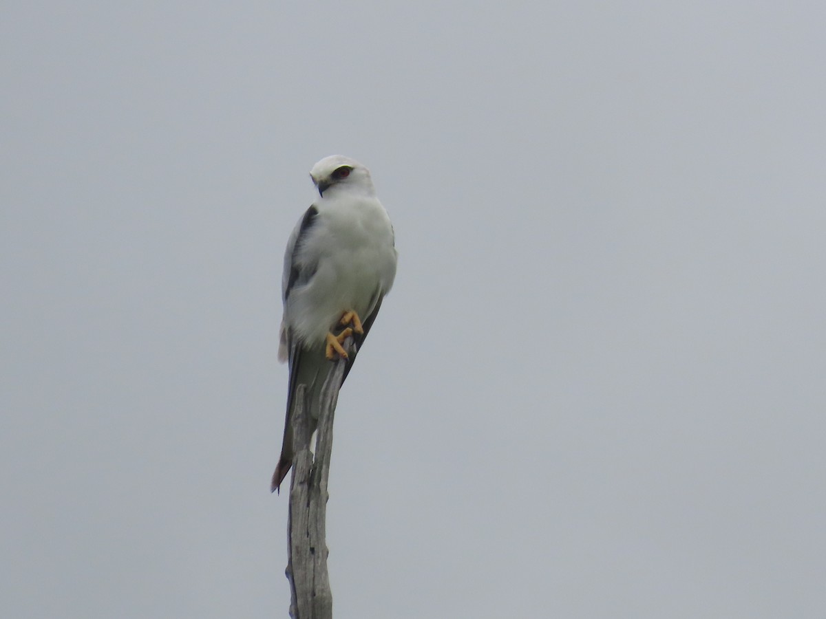 Black-shouldered Kite - Scott and Jenny Pascoe