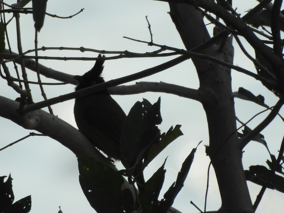Black-crested Bulbul - Selvaganesh K