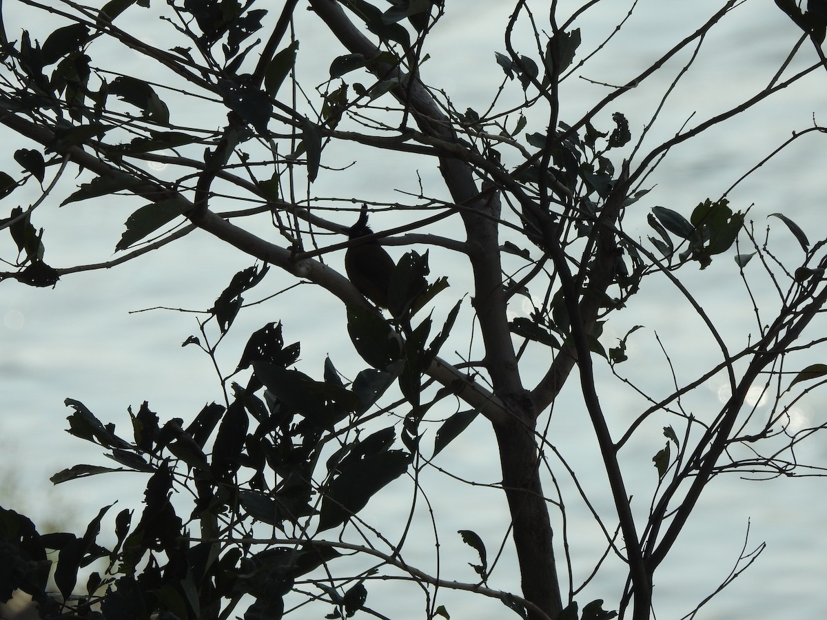 Black-crested Bulbul - Selvaganesh K