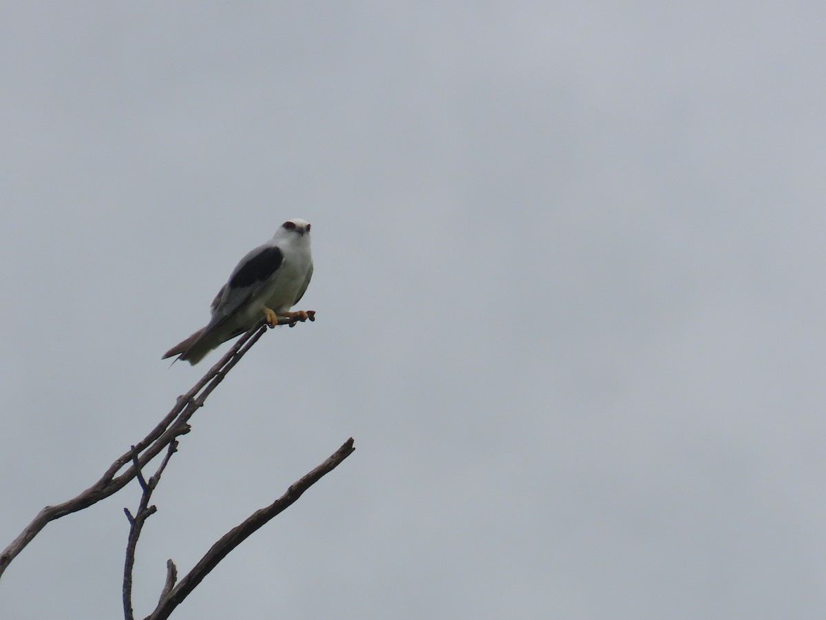 Black-shouldered Kite - Scott and Jenny Pascoe