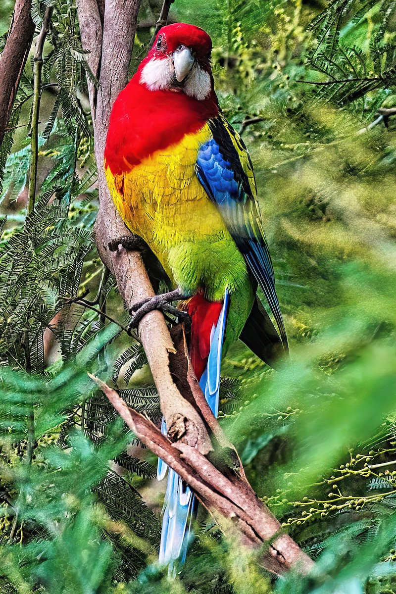 Eastern Rosella - Alfons  Lawen