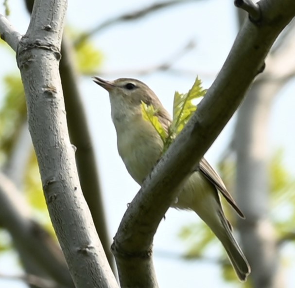 Philadelphia/Warbling Vireo - Nicolle and H-Boon Lee