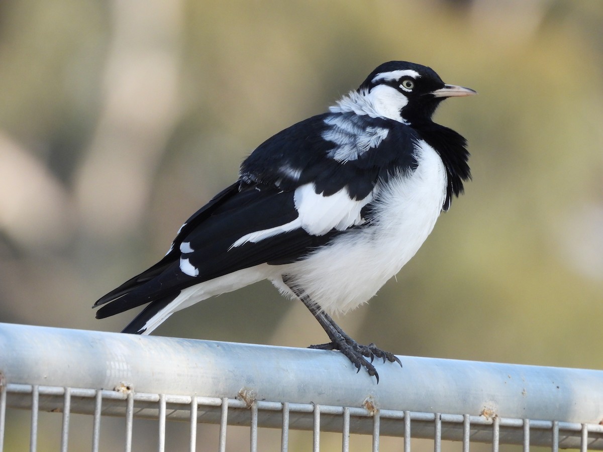 Magpie-lark - Chanith Wijeratne