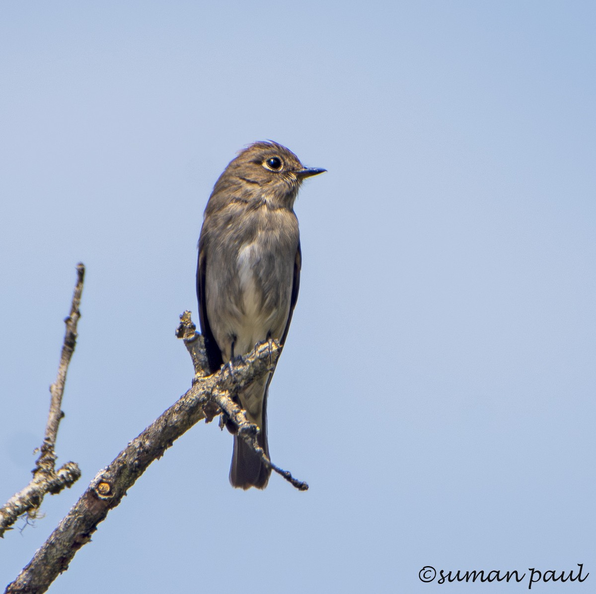 Шивэр намнаахай - ML619557847