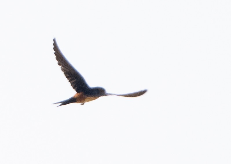 Red-rumped Swallow - Anurag Mishra