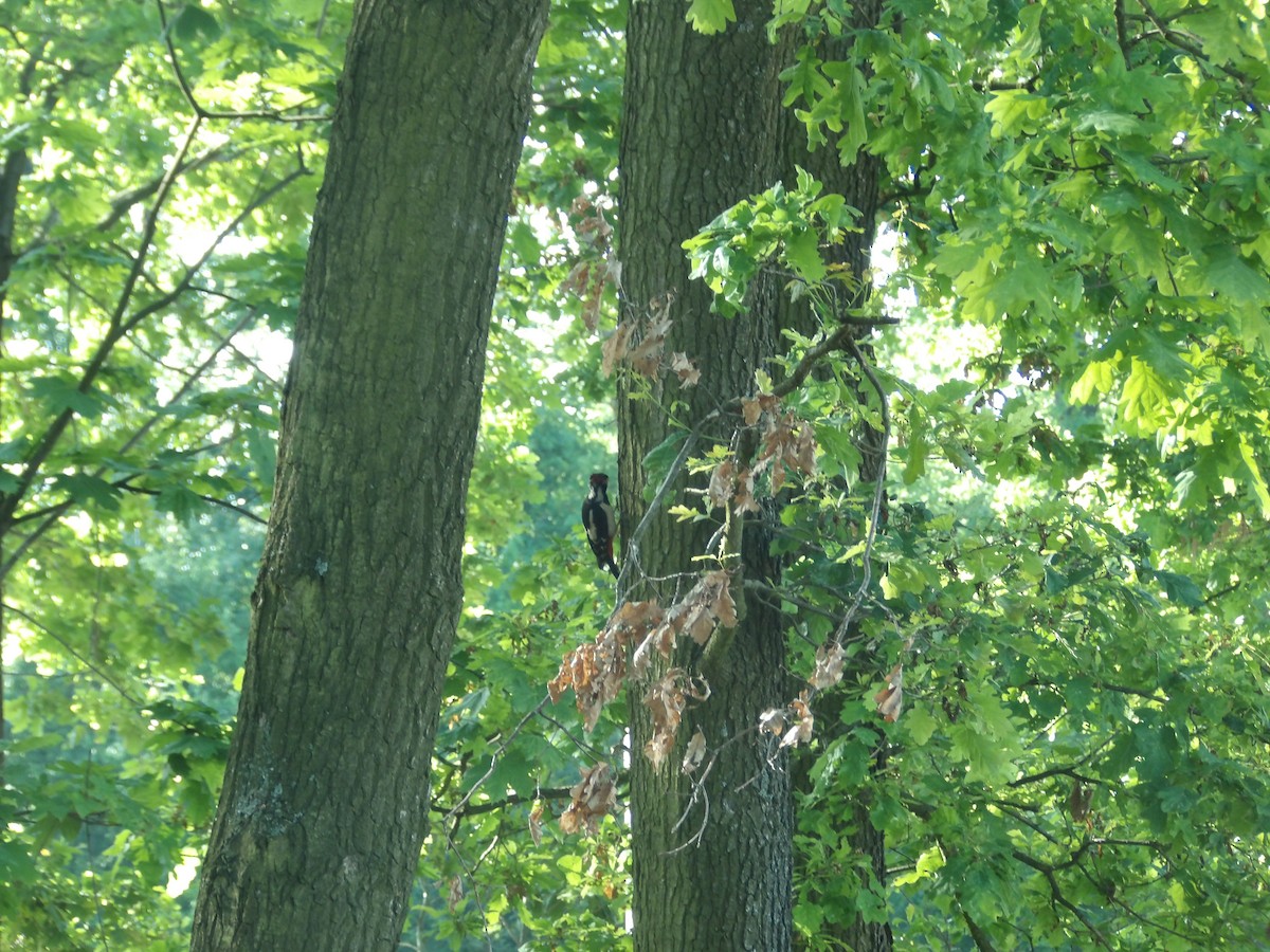 Great Spotted Woodpecker - bielikowy M
