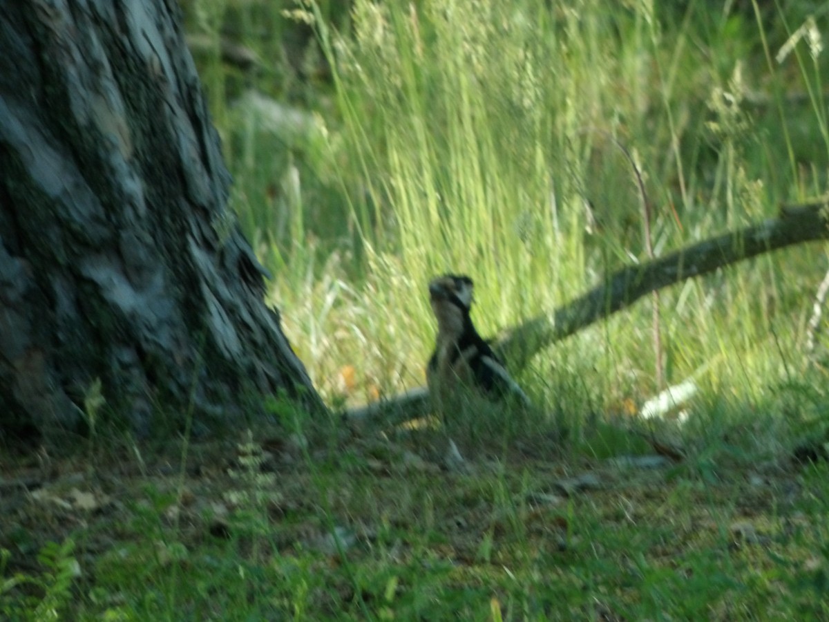 Great Spotted Woodpecker - bielikowy M
