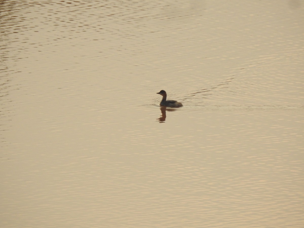 Little Grebe - Angeline Mano M