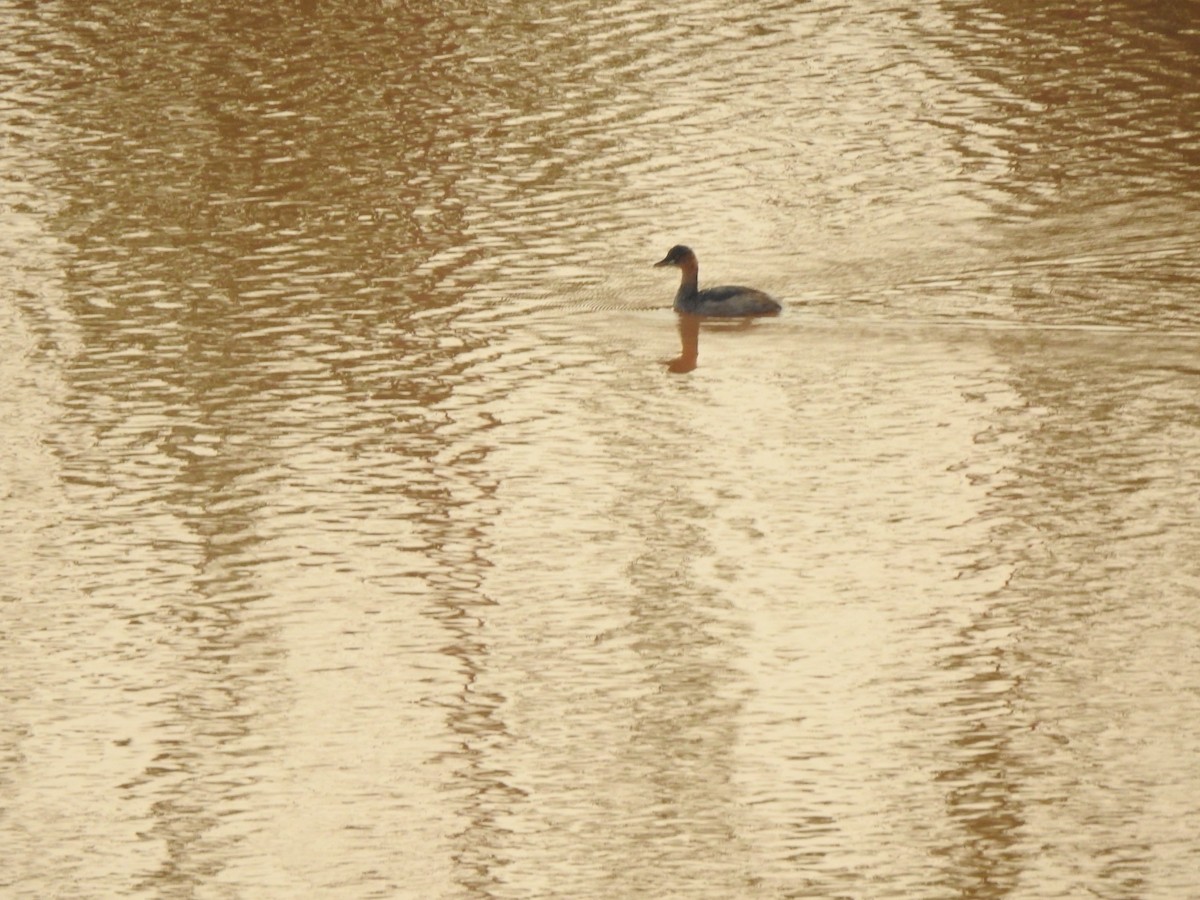 Little Grebe - Angeline Mano M